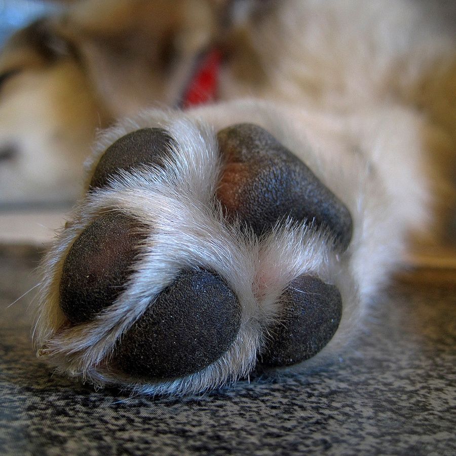 Protección de Patitas: Cómo Mantener Seguros los Pies de tu Perro en Climas Calurosos ☀️🐾