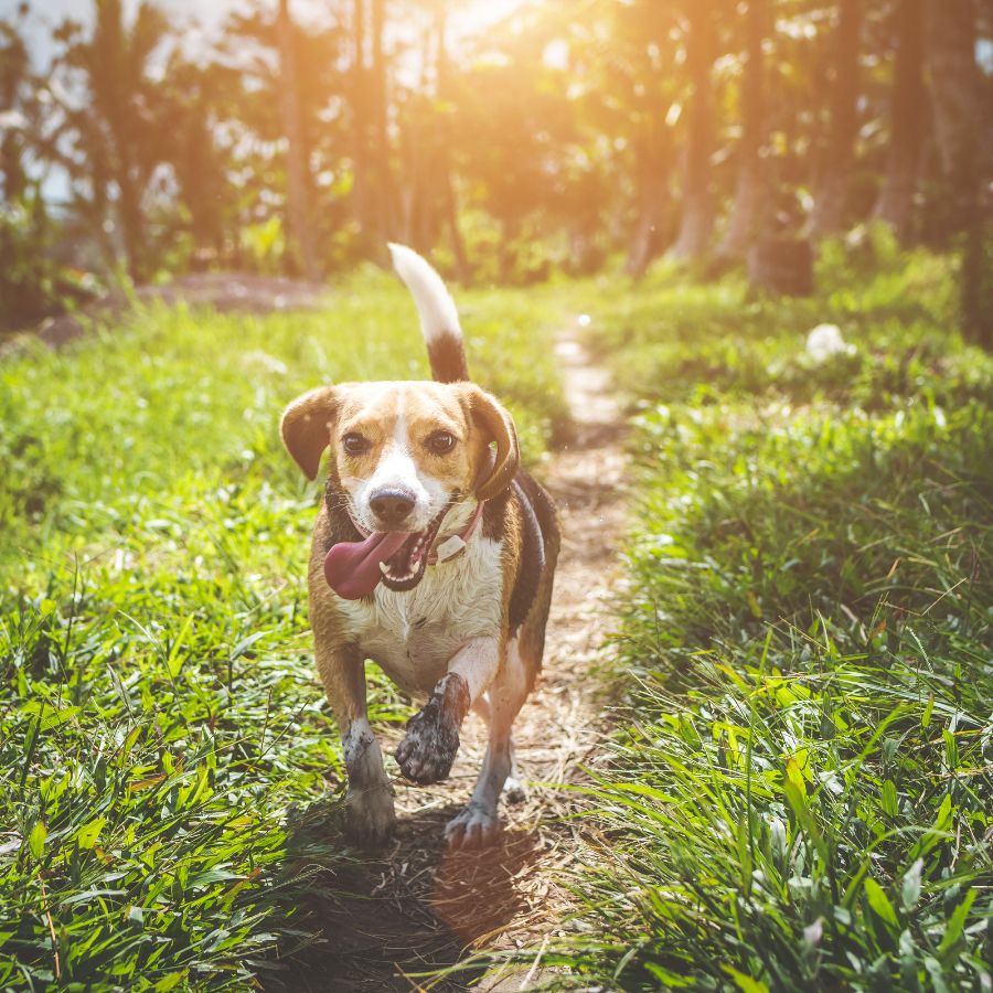 Golpe de Calor en Perros: Síntomas y Cómo Protegerlos en Climas Calurosos