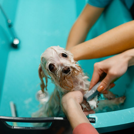 🎤 Entrevista con María Fernanda Salazar – Fundadora de VetNatur Ecuador 🐶🐱