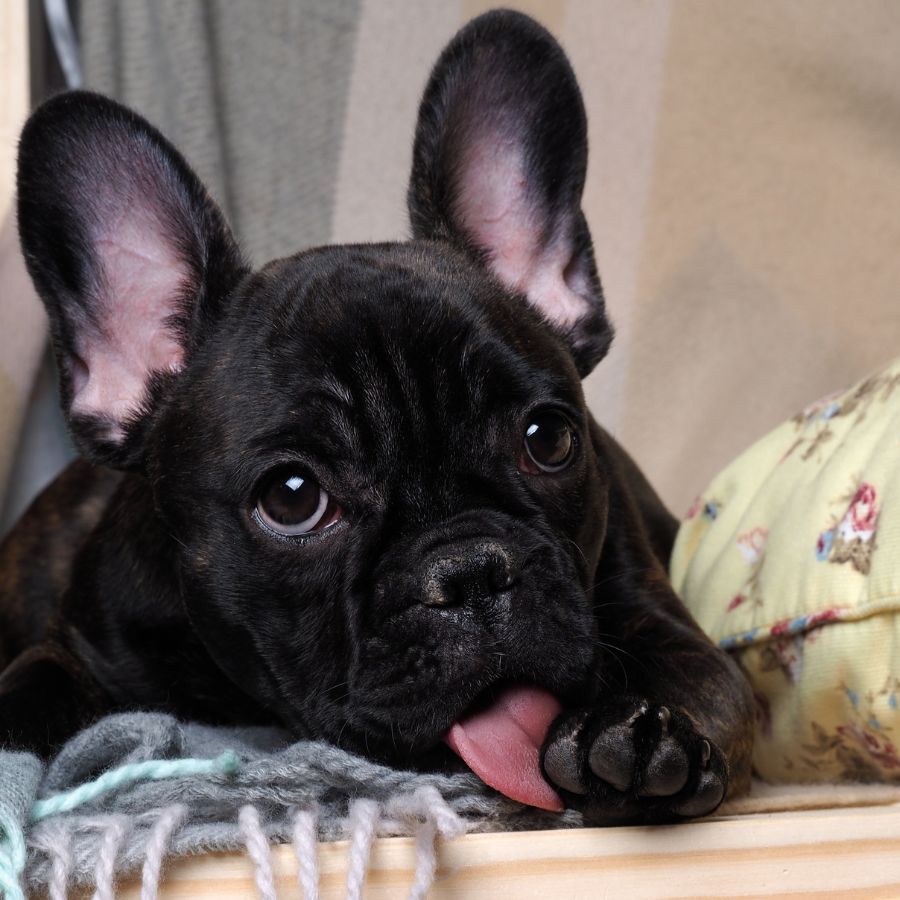 ¿Necesito usar acondicionador en mi perro?