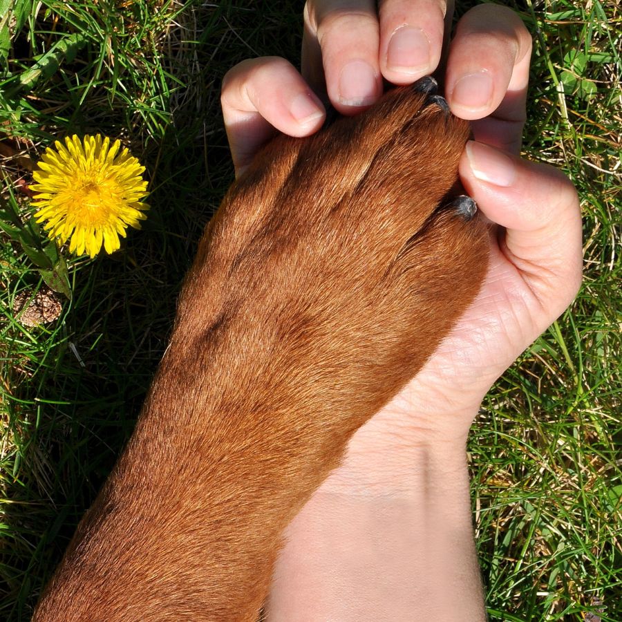 Consejos para proteger a perros y humanos de las garrapatas en Ecuador