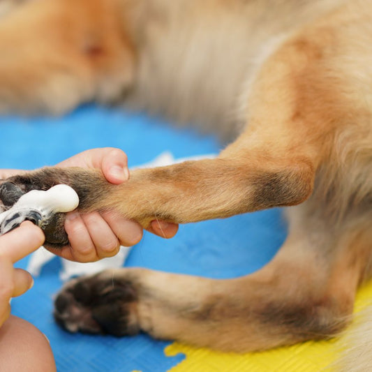 Cómo Lidiar con las Patitas Sucias de tu Perro 🐾💦