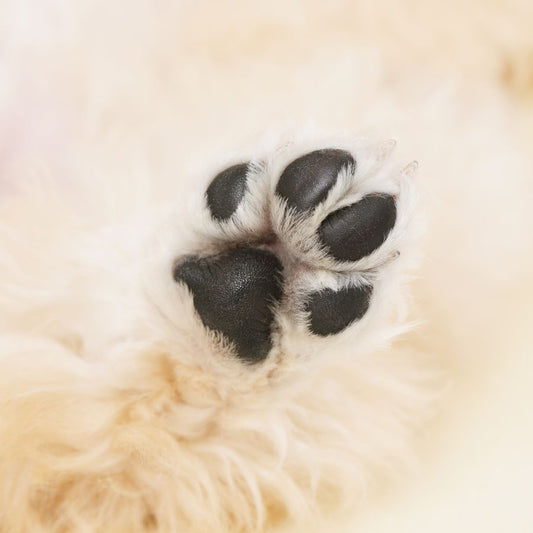 Días de Piscina y Cuidado de la Piel del Perro: Cómo Proteger su Pelaje del Cloro