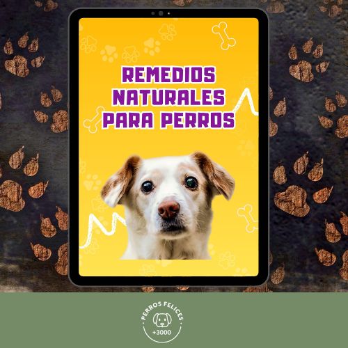 Remedios naturales para perros