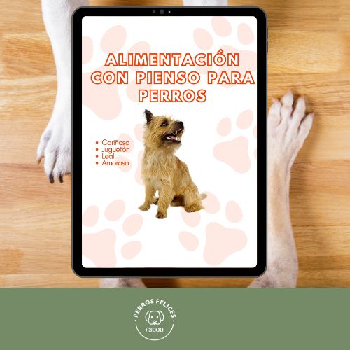 Alimentación con pienso para perros